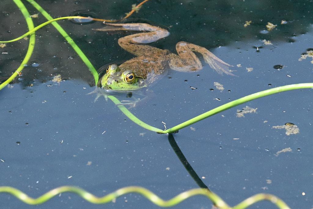 2025-08039870 Tower Hill Botanic Garden, MA.JPG - Green Frog. New England Botanic Garden at Tower Hill, MA, 8-3-2025